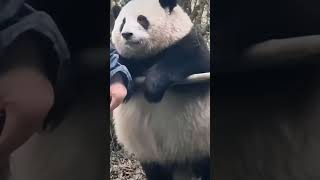 熊猫——谭爷爷和他的熊猫崽崽果赖（花花）太圆润了，可可爱爱！！！！#panda #huahua