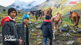 Afghan Shepherd Brothers in the Highland | Documentary ▫️4K▫️