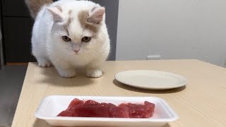 初めてマグロを食べた猫の反応はこうなります。【ミヌエット　マンチカン　短足　白猫】