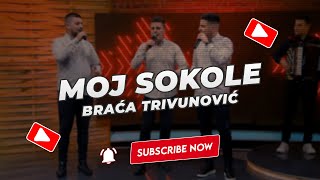 Braća Trivunović - Moj sokole (NOVO 2023)