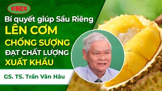 Bí Quyết Giúp Sầu Riêng Lên Cơm - Chống Sượng Cơm - Đạt Chất Lượng Xuất Khẩu.