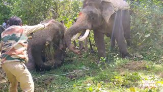 #wildframe | ELEPHANT OPERATION BY ABHIMANYU AND OTHER ELEPHANTS NEAR SAKALESHPURA