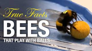 True Facts: Bees That Can Do Math!