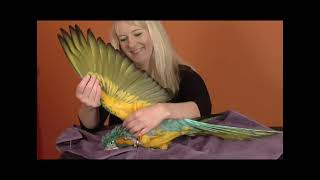 Good Bird Inc Parrot Training DVD Clips