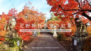 疋野神社参道の紅葉～石鳥居と赤く染まりゆく神社への道－Hikino Shrine（熊本県玉名市・玉名温泉,Kumamoto,Japan）【4K】