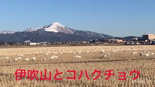 [コハクチョウ飛来]沢山のコハクチョウが居ました🤗