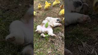 Funny style of sleeping 😂#catvideos #funnycats #funnyvideo #catvideos #funnyanimals #dog #dogs