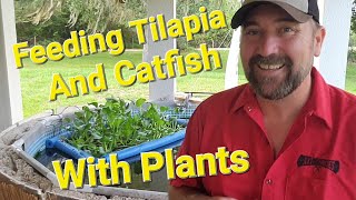 Feeding Your Tilapia and Catfish With Plants