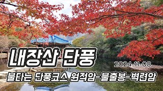 내장산 단풍소식 | 원적암-불출봉 | 벽련암-원적암 | 지금이 최고 절정입니다 2024-11-08