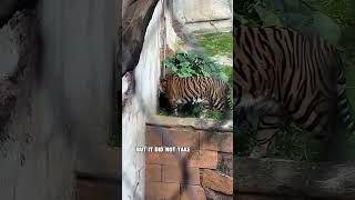 Baby Tiger Now Onstage at Disney's Animal Kingdom