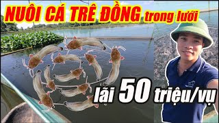 NUÔI CÁ TRÊ ĐỒNG, TRÊ VÀNG TRONG LƯỚI | KHỞI NGHIỆP NUÔI CÁ | THỦY SẢN 365