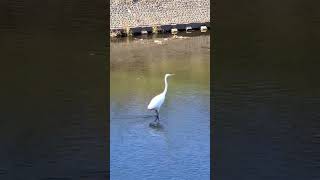 野鳥観察　白鷺　シラサギ　ゆっくり歩く20秒　#野鳥 #白鷺 #シラサギ