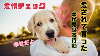 【愛されて育ったからこそ見せる犬の行動】あなたの愛情伝わってる？？