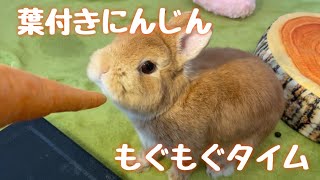 【おやつタイム】葉付きにんじんをみんなで分けました🥕