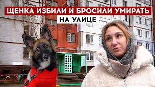 Щенка избили и бросили умирать на улице