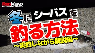 冬にシーバスを釣る方法！実釣しながら詳しく解説していきます