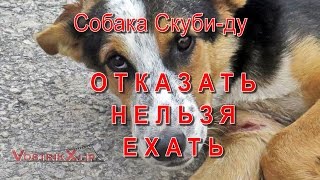 Собака Скуби ду Отказать Нельзя Ехать