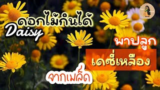 เทคนิคปลูกดอกเดซี่เหลืองจากเมล็ด ดอกสวยดอกดกด้วยวิธีง่ายๆ | Idea soil