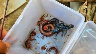 1 Giant Millipede Close-up, 1 Black Poison Scorpion, Red Spotted Millipede \u0026 Red Millipedes Discover