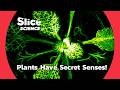 Unveiling the Hidden Senses of Plants: More Than We Ever Knew! | SLICE SCIENCE