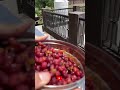 काफल kafal uttarakhand ka sabse tasty fal kafal fruit viral shorts