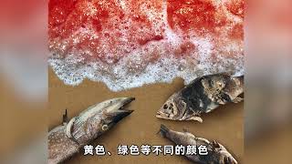 海水变成了血红色，大量鱼类死亡，专家建议人们尽快远离