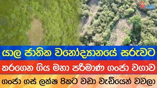 යාලේ සරුවට කරගෙන ගිය මහා පරිමාණ ගංජා වගාව