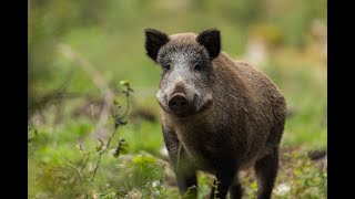 Wild Italy - Il Cinghiale [Documentario]