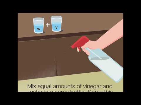 8 Easy Ways To Get Rid Of Ants In The Kitchen 8 Easy Ways To Get Rid Of Ants In The Kitchen