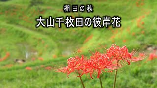 棚田の秋 大山千枚田の彼岸花 2021 4K