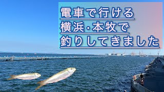 【本牧海づり施設釣り】電車で行ける海釣り施設でサビキ釣りをして来ました