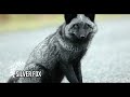 🦊 20 different types of foxes fox foxes