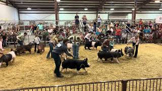 2024 Greene County Fair Market Hog Show Final Drive (Judged by Ryan Rash)