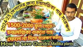 পুরনো চন্দ্রমল্লিকা গাছ সংরক্ষণ।How to store old chandramallika plant।2025এচন্দ্রমল্লিকা গাছ সংরক্ষণ