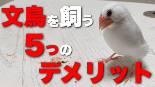 【文鳥を飼う５つのデメリット】飼育前に知っておいて欲しい、文鳥のこと