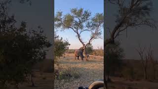 An elephant showing off its unmatched strength as it casually pushes over a tree in the bush