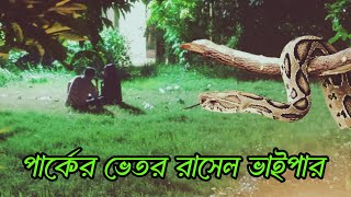 পার্কে জোড়ায় জোড়া রাসেল ভাইপার।