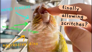 Getting an aggressive conure to like fingers…. | hand taming biting birds