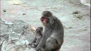 Baby Japanese Macaque.ニホンザルの赤ちゃん。