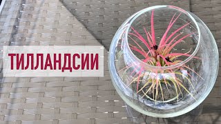 Тилландсии атомосферные