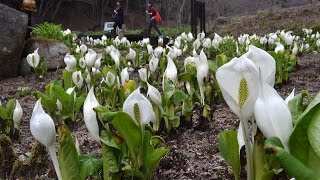 【4K】六甲高山植物園でミズバショウ見頃