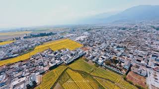 China Yunnan Dali   DJI FPV 大理喜洲的油菜花开了，你确定不来吗？