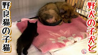 【子犬　保護犬　子猫】野犬の子犬と野良猫の子猫