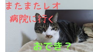 レオ病院に行って来ます。#猫おでき#猫脱毛