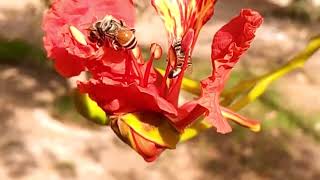 Pollination in Delonix regia