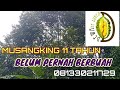 MUSANGKING 11 TAHUN BELUM PERNAH BERBUAH (@dewaneduren)