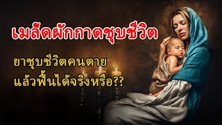 เมล็ดผักกาดชุบชีวิต...ยาชุบชีวิตคนตายแล้วฟื้นได้จริงหรือ? : เรื่องเล่าธรรมะ EP.13