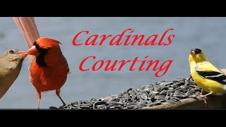 Cardinals Courting For Love