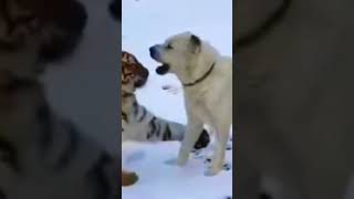 Tiger vs Dig: Check How Dog Defends Himself
