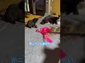 ネコと子ネコとおじさん　赤ニャンと遊びたーい‼️ shorts cat cats kitty 猫 猫のいる暮らし 赤ニャン 猫動画 子猫